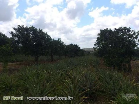 Fazenda de Laranja consorciada c/Abacaxi no Povoado Mato Grosso em Estância/SE