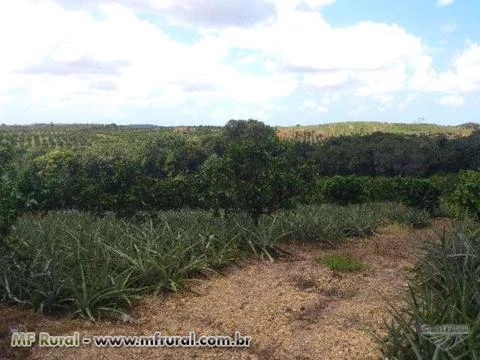 Fazenda de Laranja consorciada c/Abacaxi no Povoado Mato Grosso em Estância/SE