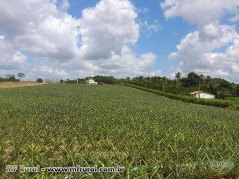 Fazenda de Laranja consorciada c/Abacaxi no Povoado Mato Grosso em Estância/SE