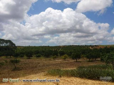 Fazenda de Laranja consorciada c/Abacaxi no Povoado Mato Grosso em Estância/SE