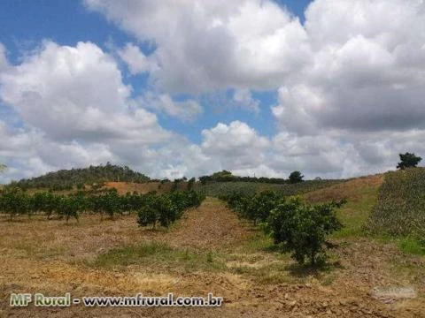 Fazenda de Laranja consorciada c/Abacaxi no Povoado Mato Grosso em Estância/SE