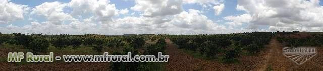 Fazenda de Laranja consorciada c/Abacaxi no Povoado Mato Grosso em Estância/SE