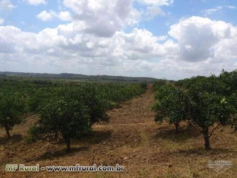 Fazenda de Laranja consorciada c/Abacaxi no Povoado Mato Grosso em Estância/SE