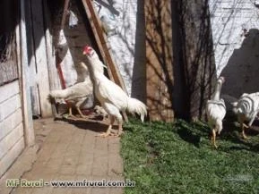 Ovos de Galinhas Índias Brancas