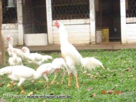 Ovos de Galinhas Índias Brancas