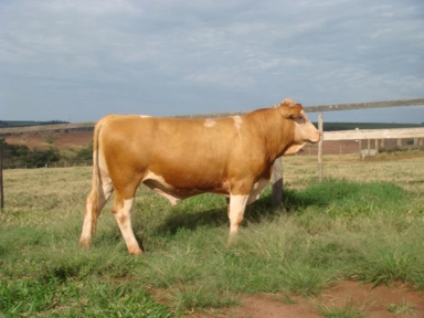 touros simental prontos para cobrir Imagem touros simental prontos para cobrir