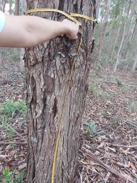 Eucalipto Imagem Eucalipto