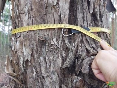 Imagem Eucalipto Imagem Eucalipto