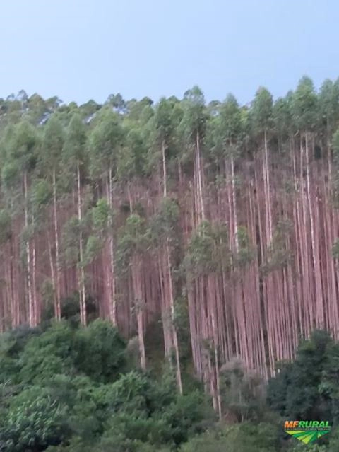 Imagem Eucalipto Imagem Eucalipto