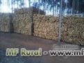 VENDA DE EUCALIPTO (ESPÉCIE CLOEZIANA) Imagem VENDA DE EUCALIPTO (ESPÉCIE CLOEZIANA)