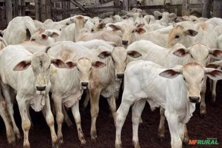 Estamos Comprando Novilhas e Garrotes, Bezerros e Bezerras de 10 a 18 meses de 180kg a 270kg Balança Imagem Estamos Comprando Novilhas e Garrotes, Bezerros e Bezerras de 10 a 18 meses de 180kg a 270kg Balança