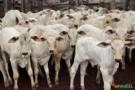 Estamos Comprando Novilhas e Garrotes, Bezerros e Bezerras de 10 a 18 meses de 180kg a 270kg Balança Imagem Estamos Comprando Novilhas e Garrotes, Bezerros e Bezerras de 10 a 18 meses de 180kg a 270kg Balança
