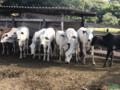 Estamos Comprando Novilhas e Garrotes, Bezerros e Bezerras de 10 a 18 meses de 180kg a 270kg Balança Imagem Estamos Comprando Novilhas e Garrotes, Bezerros e Bezerras de 10 a 18 meses de 180kg a 270kg Balança