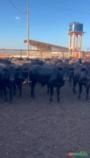 Estamos Comprando Novilhas e Garrotes, Bezerros e Bezerras de 10 a 18 meses de 180kg a 270kg Balança Imagem Estamos Comprando Novilhas e Garrotes, Bezerros e Bezerras de 10 a 18 meses de 180kg a 270kg Balança
