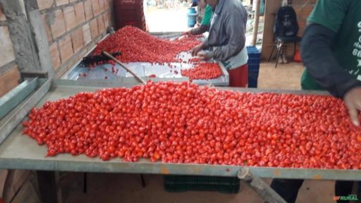 PIMENTAS Imagem PIMENTAS