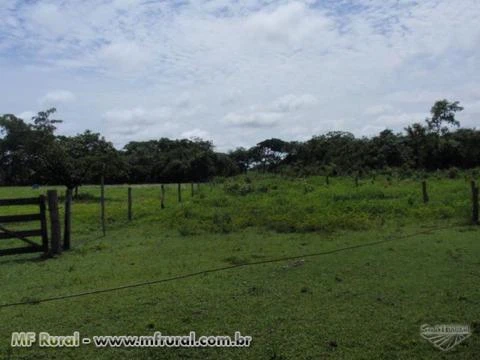 Procuro Fazenda Para arrendar em Tocantins (Pecuaria)