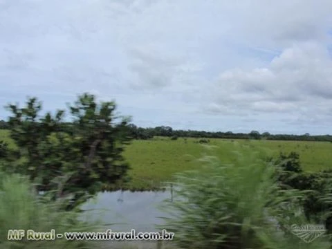 Procuro Fazenda Para arrendar em Tocantins (Pecuaria)