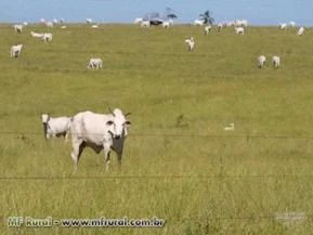 Fazenda para gado de corte