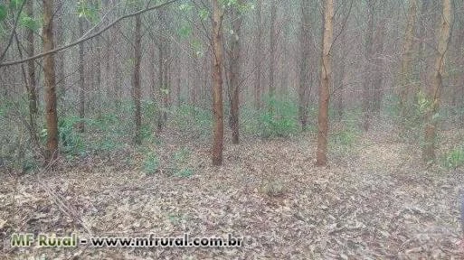 Sítio 36,3 hectares plantado inteiro de eucalipto mudas clonadas (brotas)