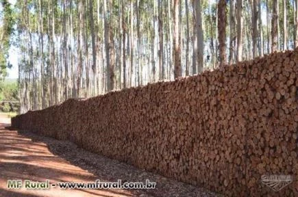 Sítio 36,3 hectares plantado inteiro de eucalipto mudas clonadas (brotas)