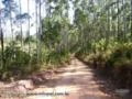 Sítio 36,3 hectares plantado inteiro de eucalipto mudas clonadas (brotas)