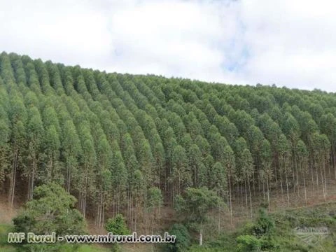 Sítio 36,3 hectares plantado inteiro de eucalipto mudas clonadas (brotas)