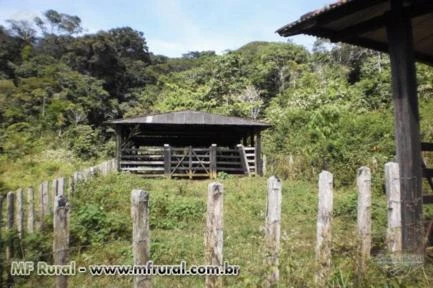 Vendo fazenda na bahia ótima para plantio de café