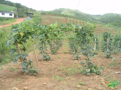 Fazenda em Guapiara - SP