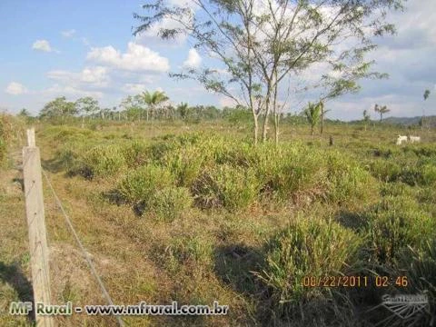 Fazenda em sao felix do Xingu