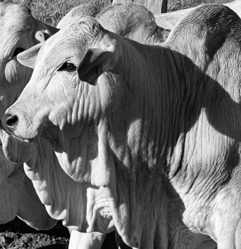 REPRODUTORES TABAPUÃ Imagem REPRODUTORES TABAPUÃ