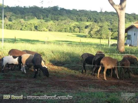 Sitio de 8 hectares duas casa novas piquetes criação de ovinos,córrego