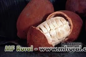 SEMENTES DE CUPUAÇU Imagem SEMENTES DE CUPUAÇU