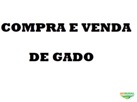 Imagem Compra e venda de gado no interior do Maranhão Imagem Compra e venda de gado no interior do Maranhão