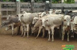 Compra e venda de gado no interior do Maranhão