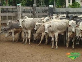 Compra e venda de gado no interior do Maranhão