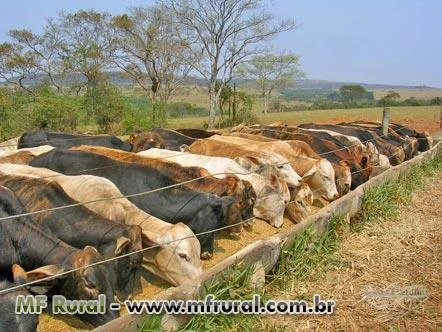 RAÇÕES PARA MANUTENÇÃO, CRIA, RECRIA, CONFINAMENTO E SEMI - CONFINAMENTO