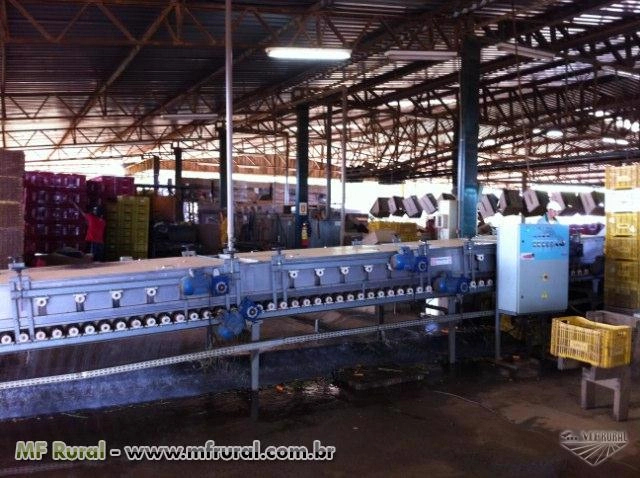 Maquinas beneficiadora de cenouras Imagem Maquinas beneficiadora de cenouras