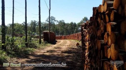 Postes, Caibros, Lenhas, Madeira Roliça, Madeira Tratada, Escoras, Lenha Eucalipto, Lenha Acácia Imagem Postes, Caibros, Lenhas, Madeira Roliça, Madeira Tratada, Escoras, Lenha Eucalipto, Lenha Acácia