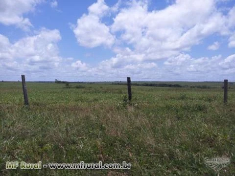 Fazenda em São José do Xingu - MT