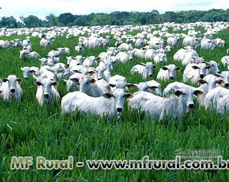 Fazenda em Barra do Garças - MT - Otima oportunidade - 290 ha