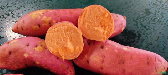 Batata doce Imagem Batata doce