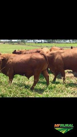 TOUROS SENEPOL PO Imagem TOUROS SENEPOL PO