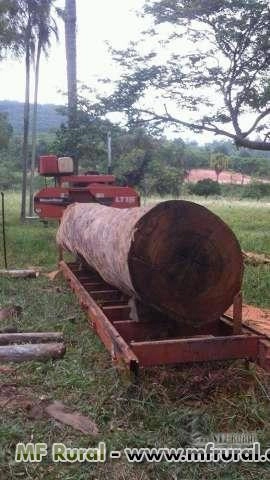 Madeira De Citriodora Serrada Imagem Madeira De Citriodora Serrada