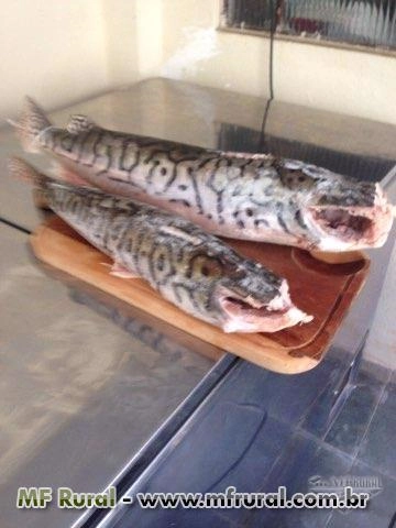 Compro peixes da região amazônica, traíra, piramutaba, dourada do Belem , filhote , surubim Imagem Compro peixes da região amazônica, traíra, piramutaba, dourada do Belem , filhote , surubim