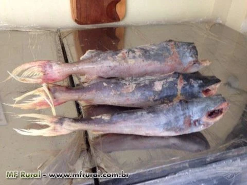 Compro peixes da região amazônica, traíra, piramutaba, dourada do Belem , filhote , surubim
