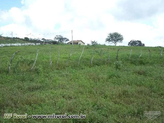 Fazenda Localizada no Município de Sátiro Dias/BA.