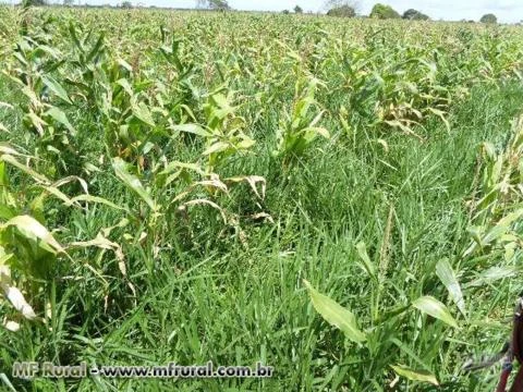 Fazenda Localizada no Município de Sátiro Dias/BA.