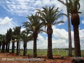 Palmeiras Phoenix canariensis