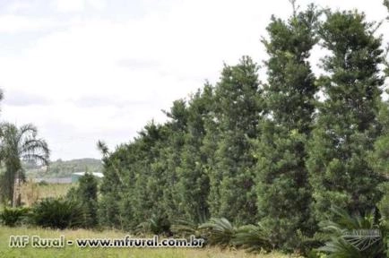 Phoenix, Nolina(pata de elefante) e Podocarpo Imagem Phoenix, Nolina(pata de elefante) e Podocarpo