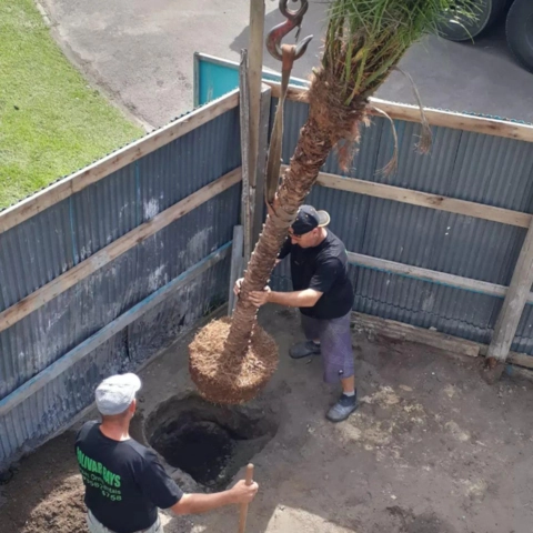 Imagem Phoenix, Nolina(pata de elefante) e Podocarpo Imagem Phoenix, Nolina(pata de elefante) e Podocarpo